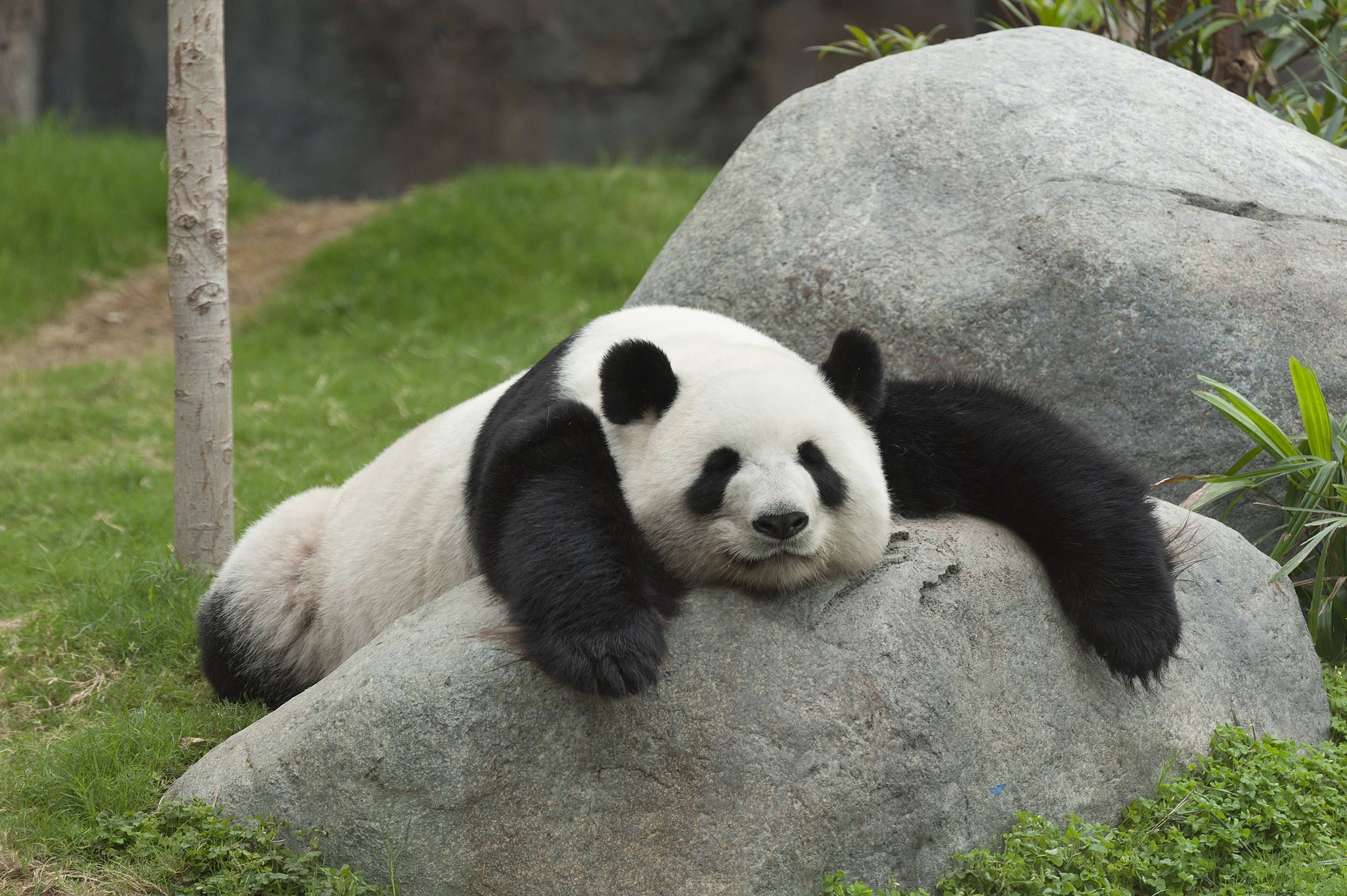 This fellow is very lazy, but efficient! We'll explain.